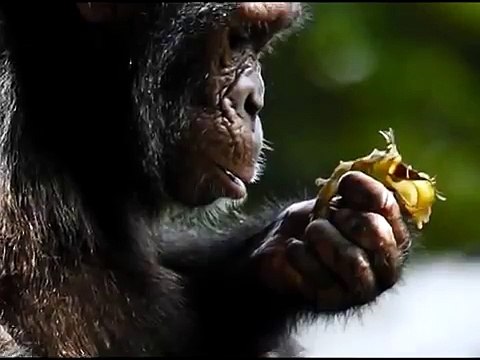 The Humane Society of Canada - Hear their voices one minute PSA