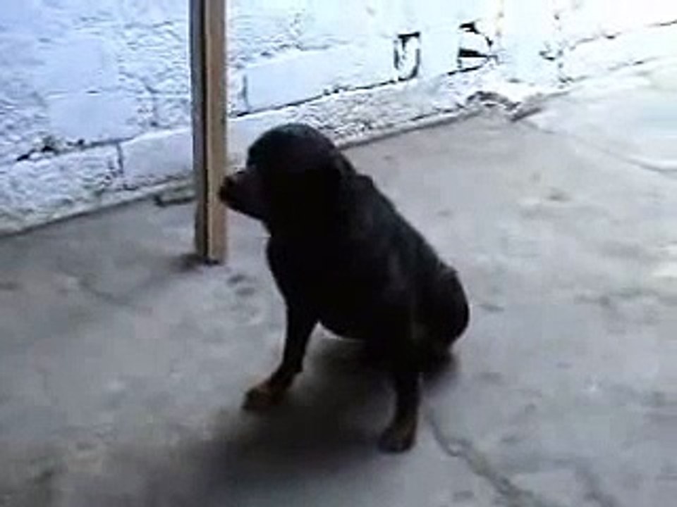Perro Aullando con musica electronica