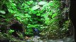 The Living Planet Aquarium  blue dart frog eating fruit flies