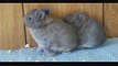 Netherland Dwarf Rabbits- Opal Kits
