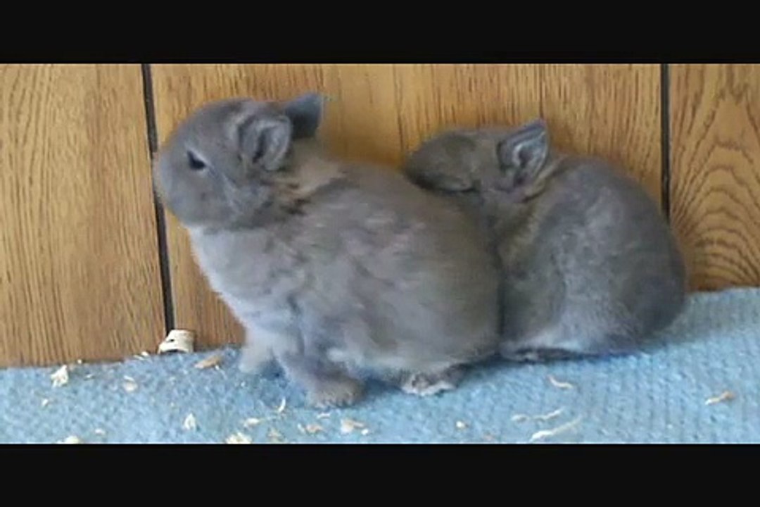Netherland Dwarf Rabbits- Opal Kits