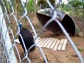 Cassowary most dangerous animals