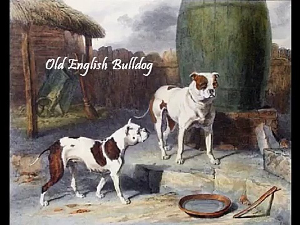 Cordoba Fighting Dog Quick Look