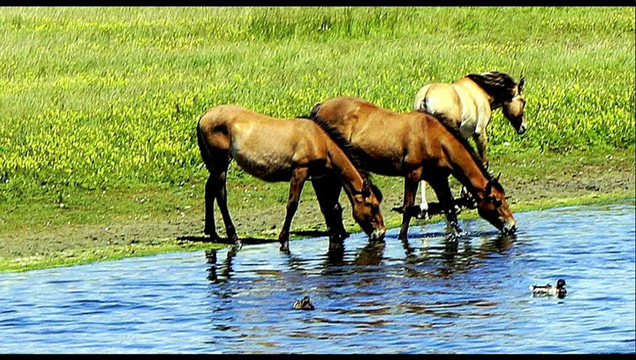 2015 06 12 UNE JOURNEE AU PARC DU MARQUENTERRE