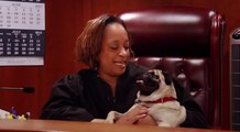 District Judge Adopts Blind Dog From Local Humane Society