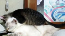 Funny Cats: A dog & a kitten tries to mate with a cat
