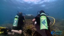 Manta diving with Yap Divers and Manta Ray Bay Resort and Spa