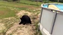 Quand mon ours kiffe la nouvelle piscine