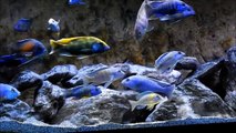 World's greatest relaxing african cichlid aquarium