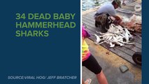 Pregnant Hammerhead Shark Possibly Shot Dead In Florida (Graphic)