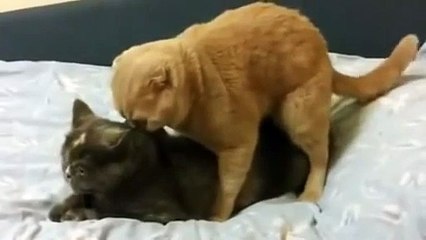 Oops! Wrong Hole - The Cat Version