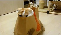 funny and cute cat having fun in a paper bag. this cat is awesome. funnier than garfield
