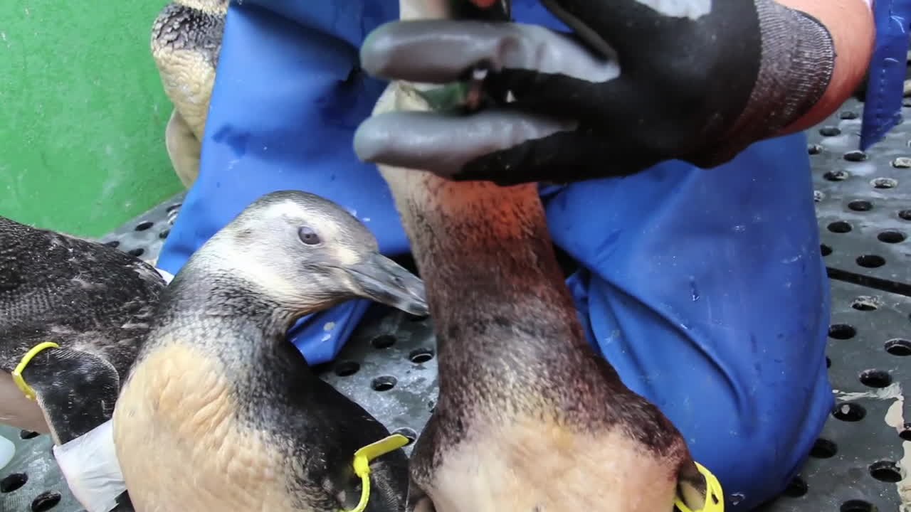 Warum stranden und sterben gerade so viele Pinguine in Brasilien?