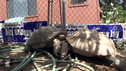 Amazing Animal Facts!- Turtle Power