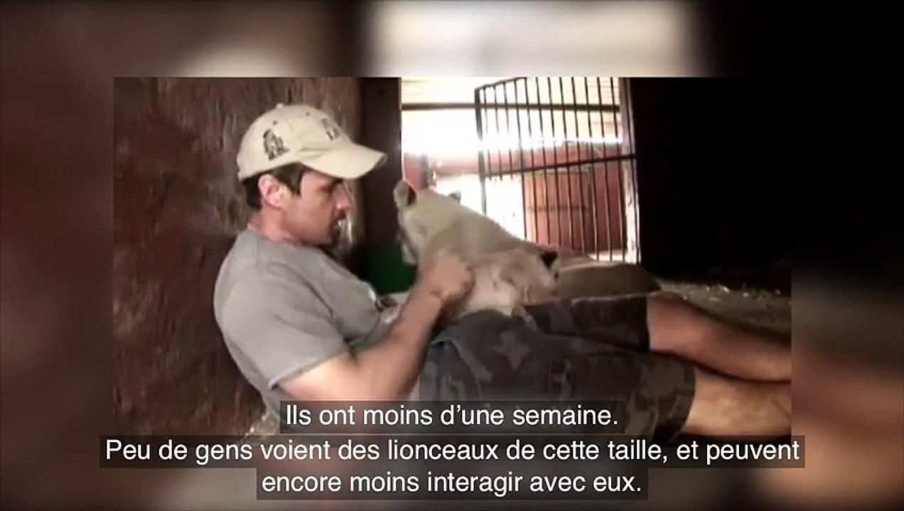 Il entre dans l'enclos et fait des câlins aux bébés lions. L