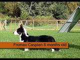 Fromax Caspian 8 months old obedience training