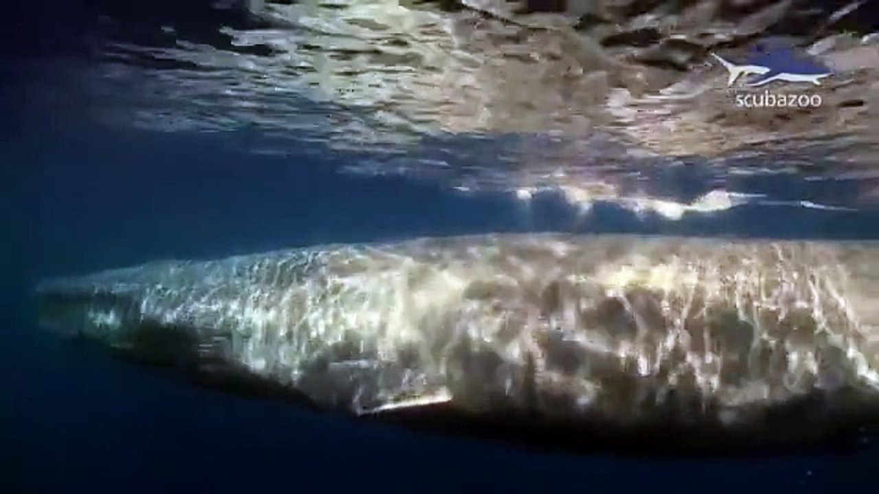 Amazing Blue Whale - the biggest animal on our Earth!
