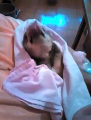 Attention ce chien est la chose la plus mignone que vous verrez aujourd'hui