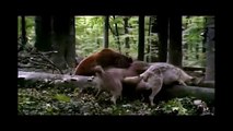 Animal fights with the strongest and incredible animals - YouTube[via torchbrowser.com]