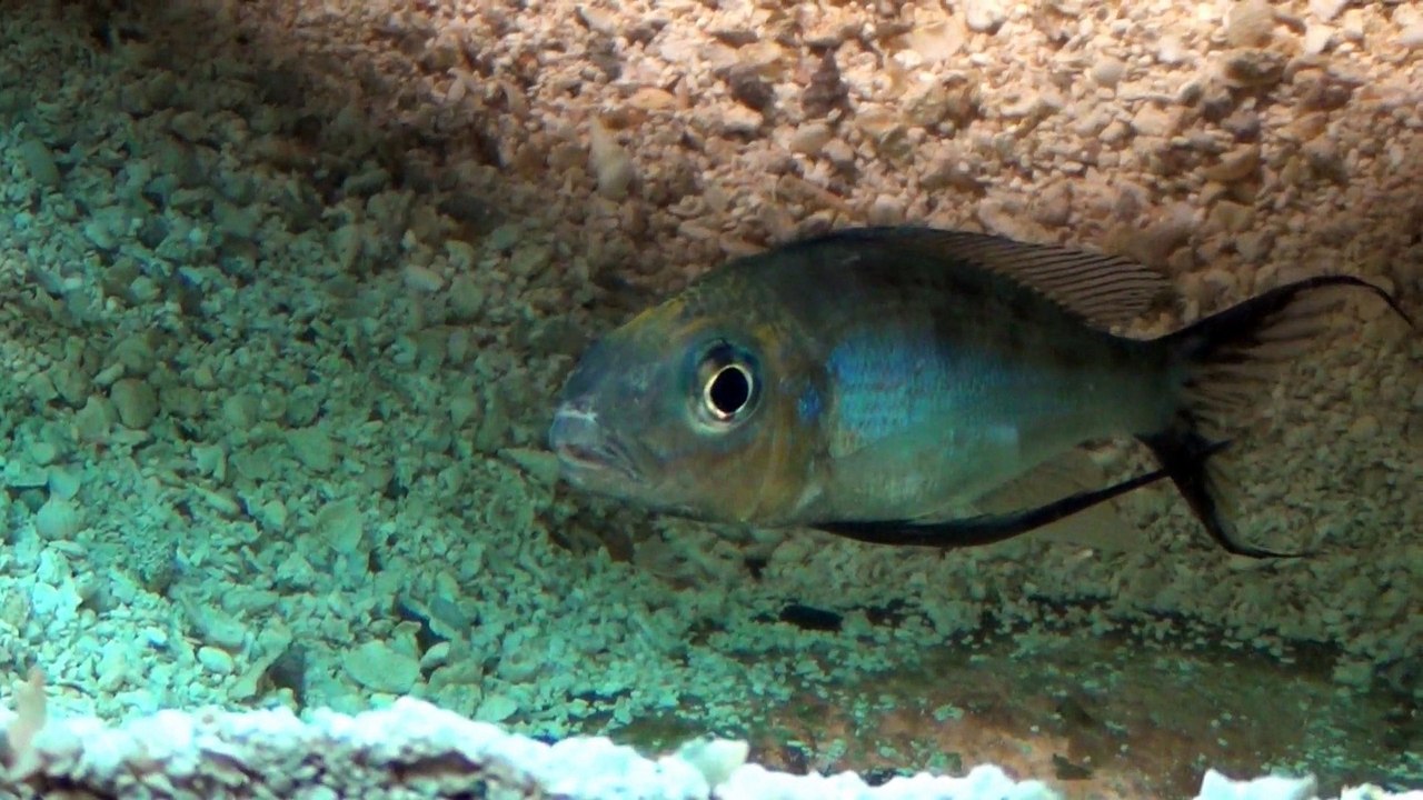 2015-06-18 - Cyathopharynx foai (Sibwesa) F1