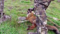 Bow hunting foxes with a recurve bow