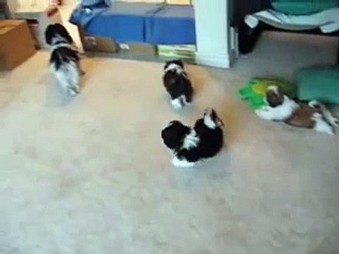 Shih Tzu puppies No more milk guys family Don't you bark at my babies!