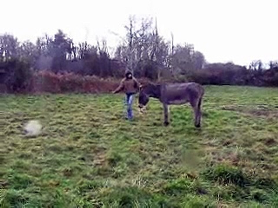 Romarin en éthologie