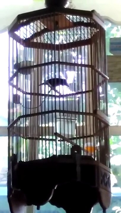 KOLIBRI NINJA (KONIN)