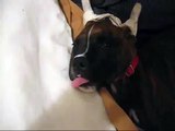Very cute boxer puppy sleeping just after getting his hears cropped