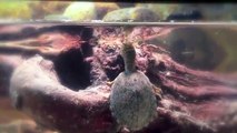 Razorback Musk Turtle and Common Snapping Turtle in Tank