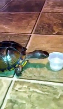 Turtle drinking water!!
