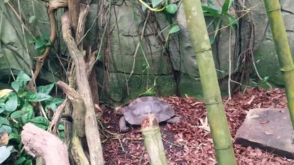 Eine Besuch im Kölner Zoo :: Regenwald :: Teil 5 ::