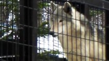 Eestern timber wolf 20100414 シンリンオオカミ ジェイ サブパドックへの攻防？！