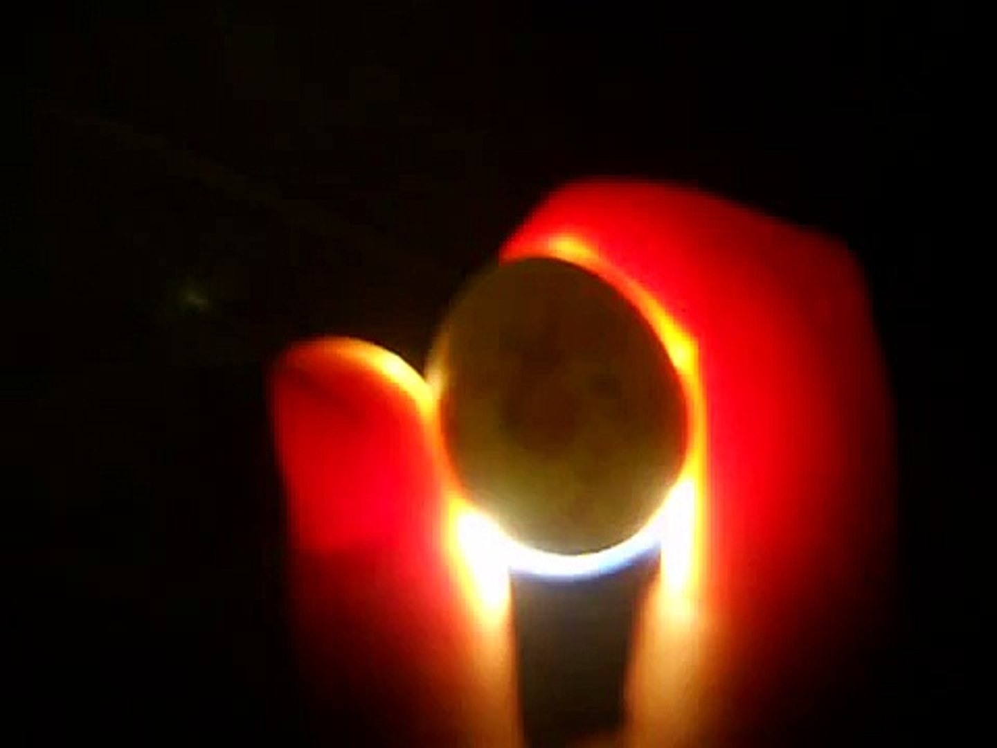 Candling Button Quail Egg Day 3 - video Dailymotion