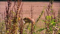 Saut de Chevreuil en course - Jumping Deer run - Best of beautiful Nature - Wildlife - Crazy animals