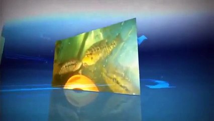 Pyro Trimac Cichlids The New Generation