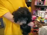 トイプードルシルバーのトリミングデビュー First grooming for Silver Toy poodle