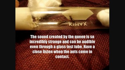 Introducing a Social Parasite Queen to a Host Colony: Story of a Lasius Parasite Pt 2 - Tutorial #23