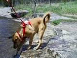 Rottweiler/Great Pyrenees mix - MOJO at Vanderwater Park