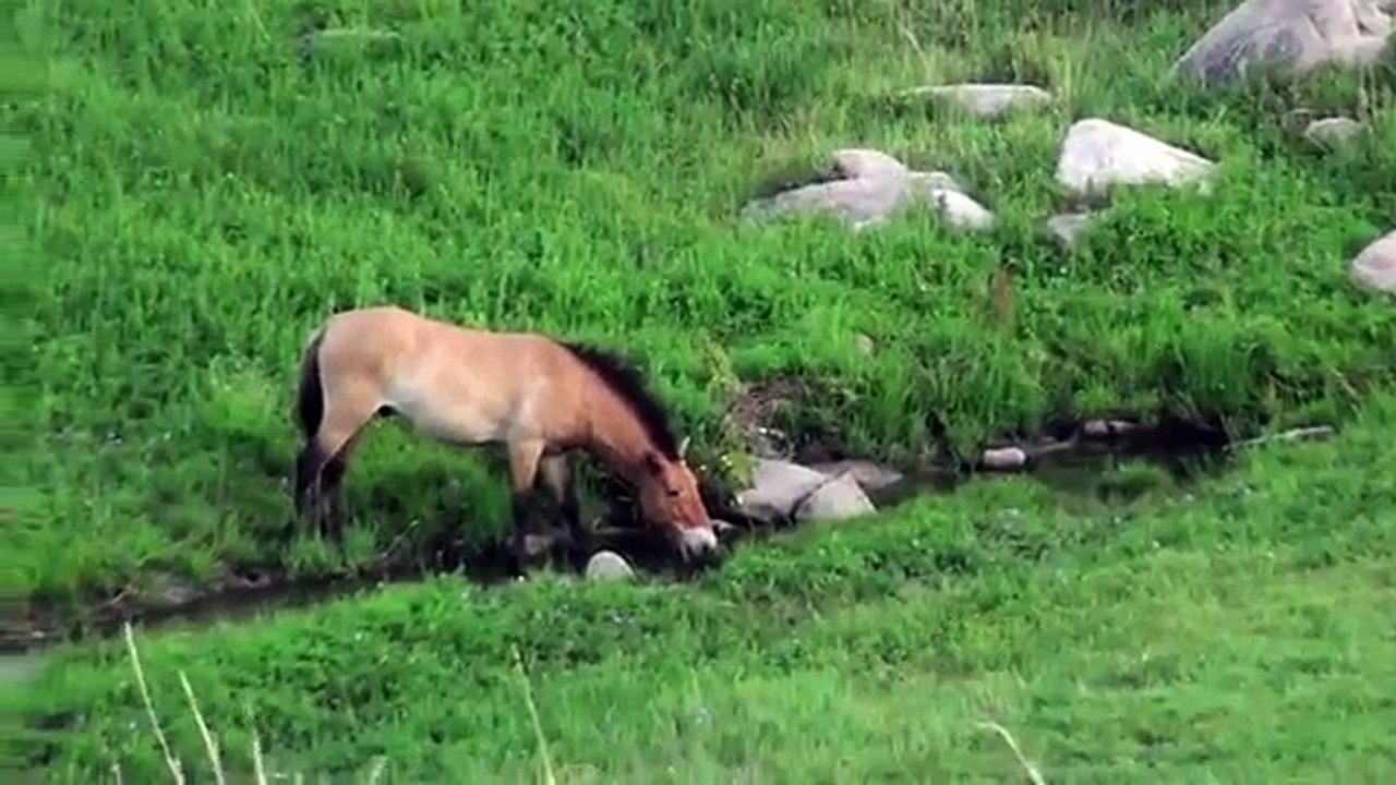 Mongolian Wild Horses (Takhi), Hustai National Park - July 2012