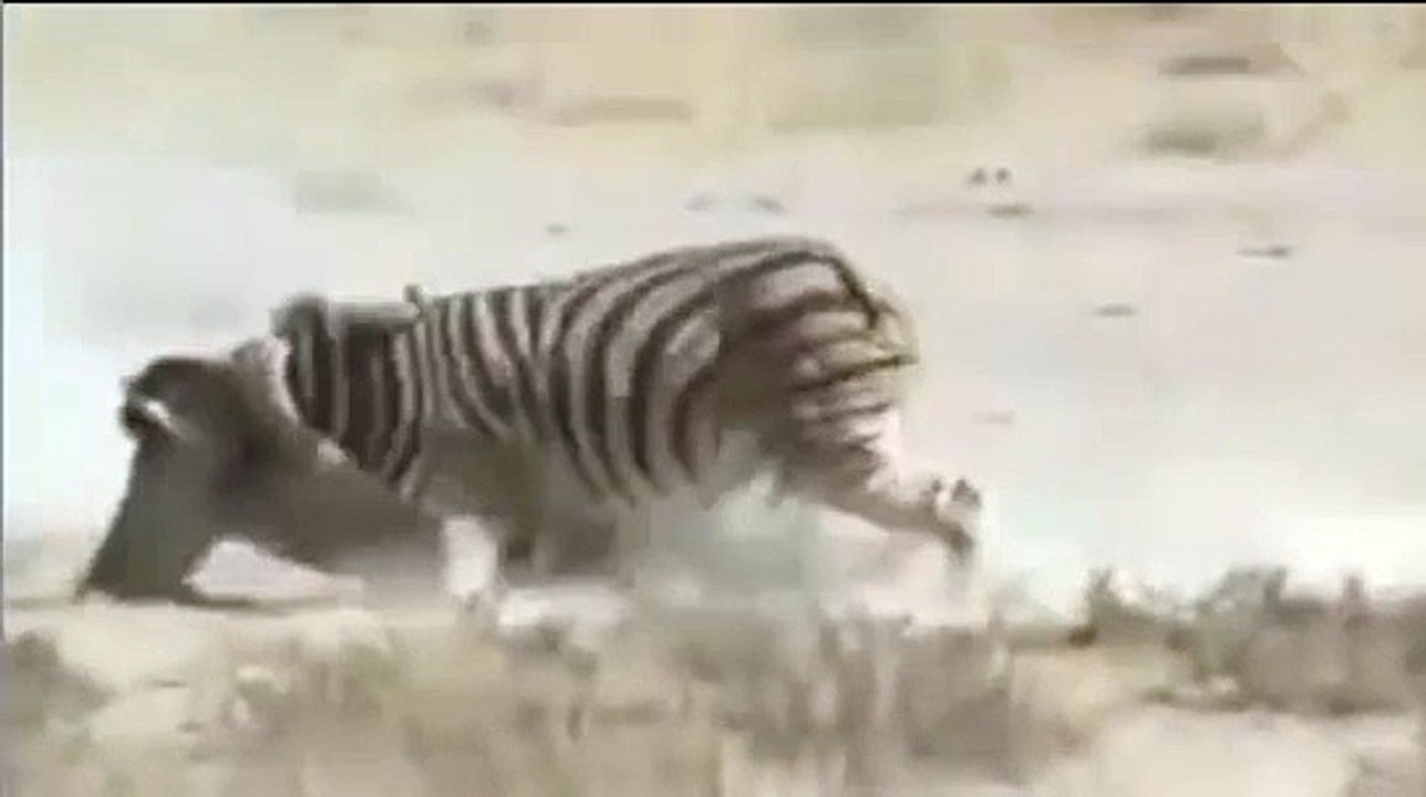Zebra vs Lion , Zebra kick Lion until death -
