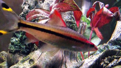INDIAN ROSELINE SHARKS - PUNTIUS DENISONII