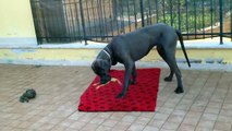 Blue Great Dane playing with his chicken toy / Alano blu gi