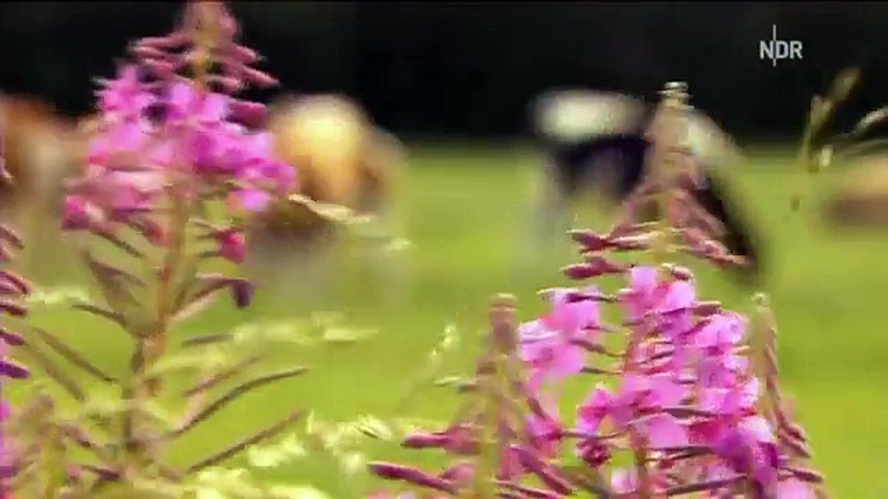 Eddie der Eber wird Fernsehstar.flv