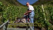 Mosel Wine harvest - Vintage - in Cochem Region in Moselle Valley in Germany