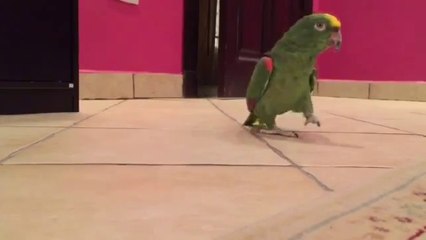 This Terrifying Bird Laughing Like An Evil Villain Cannot Be Trusted
