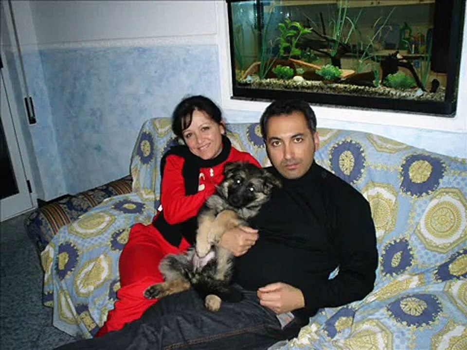 Pastore tedesco Laika