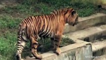 Dog Distemper Virus Threatens Rare Tigers