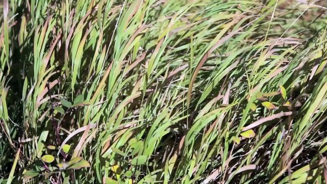 Rites of Autumn: Yellowstone and the Grand Tetons