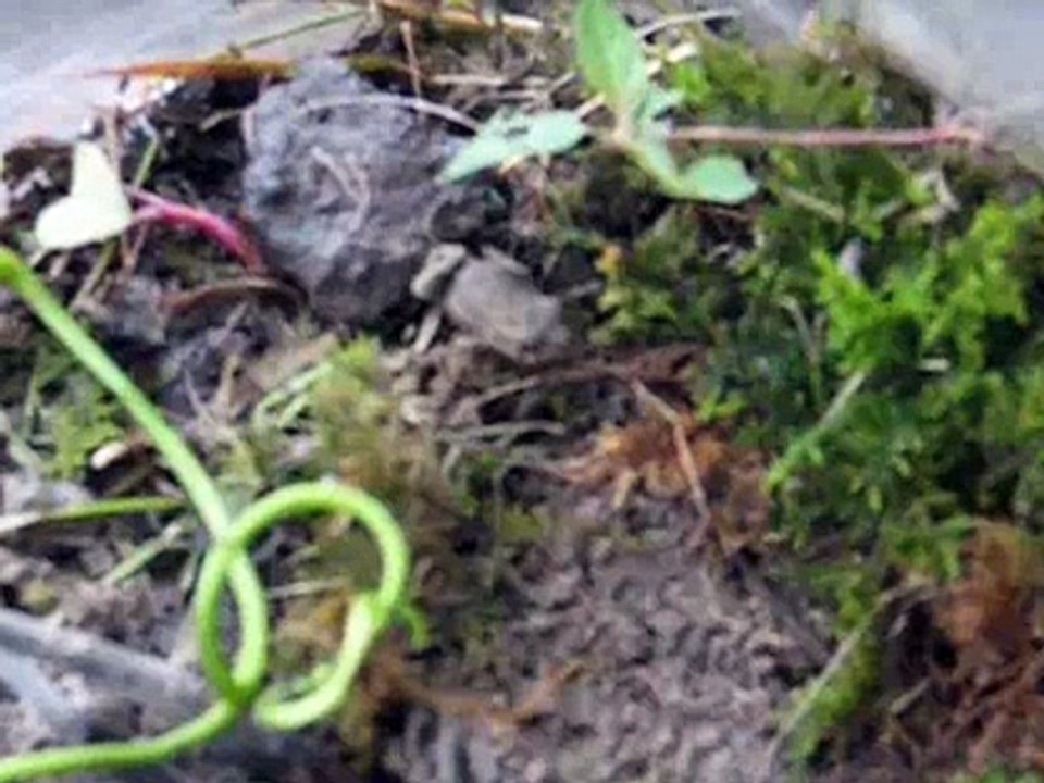 Ziggy the tiny frog